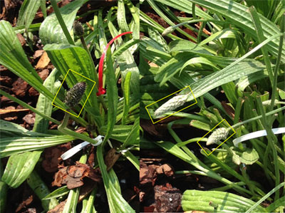 Plantago Lanceolata light vs dark spikes in the field