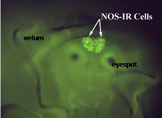 NOS-like immunoreactivity is expressed in neurons of the apical ganglion in the brain of a competent larva.  