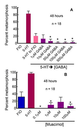 TOP:  GABA can inhibit serotonergically induced metamorphosis in competent larvae of Ilyanassa obsoleta.  BOTTOM: Muscimol, a GABA agonist, inhibits spontaneous metamorphosis in competent Ilyanassa.