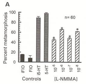 Injection of the NOS inhibitor L-NMMA triggers metamorphosis in competent larvae of Ilyanassa obsoleta.  