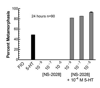Bath application of the guanylyl cyclase inhibitor NS-2028 can promote serotonergically induced metamorphosis.  By itself, NS-2028 has no effect on larvae.