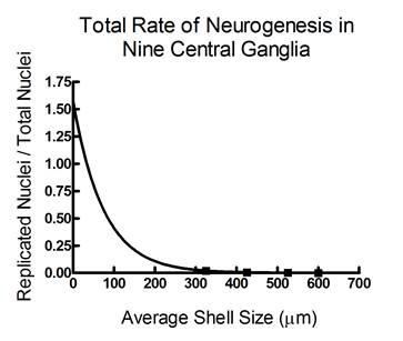 Rate of larval neurogenesis declines during planktonic larval development..  