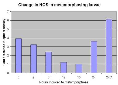 Levels of NOS protein decrease during metamorphosis but return to previous levels after metamorphosis is completed.