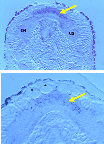 Top:  Intense NADPHd staining in the neuropil of the apical ganglion of a competent larva of Ilyanassa obsoleta.  Bottom: Enlargement of apical ganglion in a metamorphosing larva. Arrow indicates less intense NADPHd staining of neuropil.