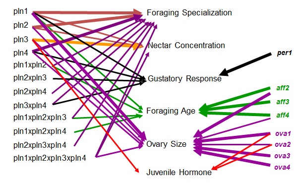 Genetics Of Complex Traits