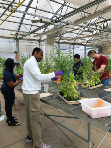Osena lab members are harvesting seeds of transgenic tobacco