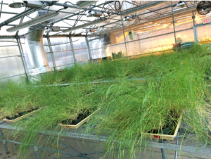 Teff established at UNCG-Biology greenhouse