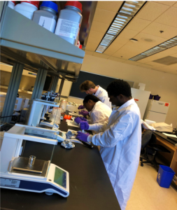 Undergraduates are isolating genomic DNA from Transgenic plants for transgene validation