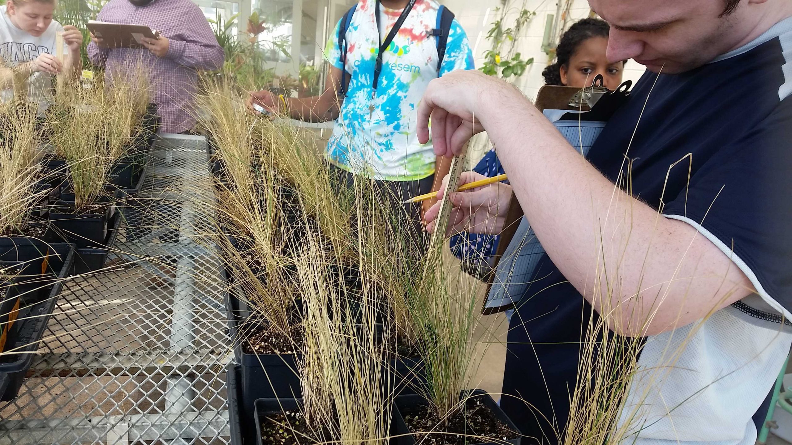 students measuring grasses in greenhosue