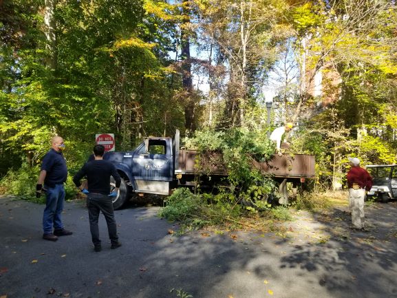 Truck full of ivy that has been removed from the nearby woods