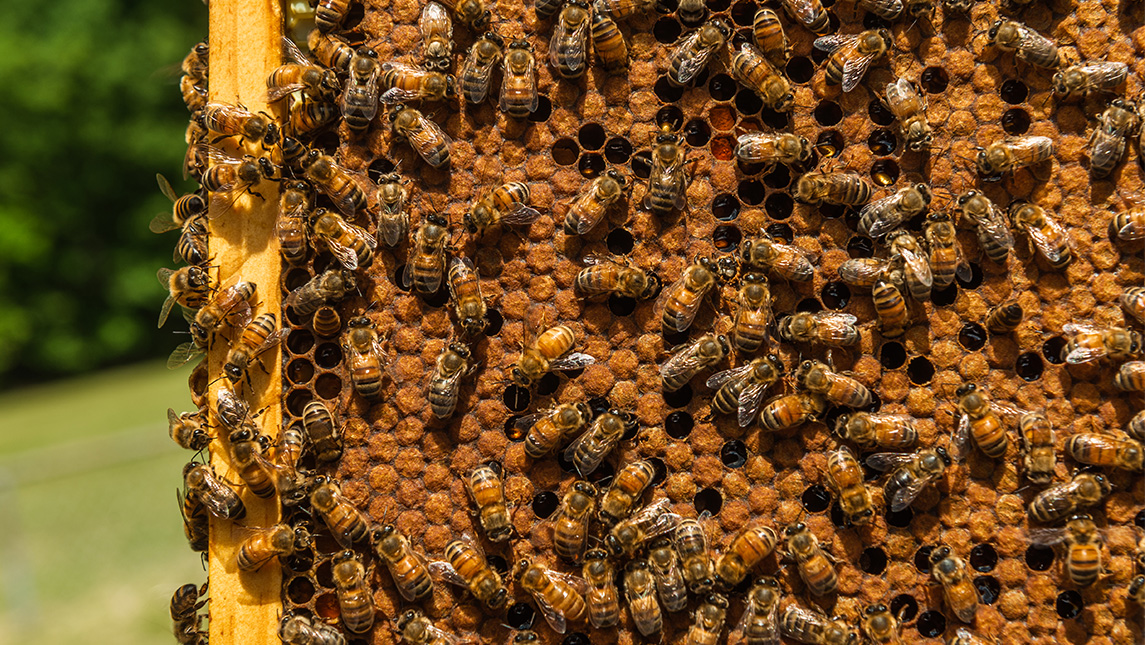 bees, close up on their hive