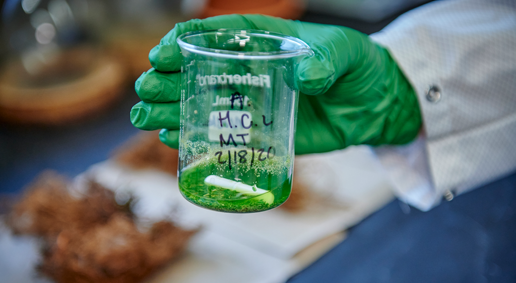 gloved hand holding a glass beaker with translucent green liquid at the bottom