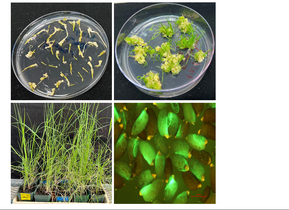 Agrobacterium-mediated transformation of tef