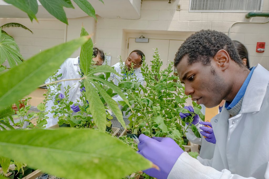 Student collecting samples from leaves