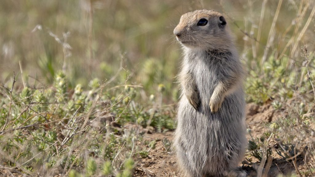 Urocitellus idahoensis, the Snake River Plains ground squirrel.