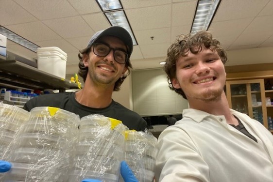 Eric Whisnant (left) and Christian Keith (right) work in the Osena Lab preparing samples for their studies on the ancient grain tef. 