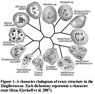 Fig. 1: A character cladogram of ovary structure in the Zingiberaceae.