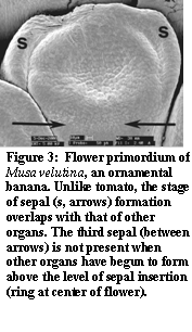 Figure 3: Flower primordium of Musa velutina, an ornamental banana.
