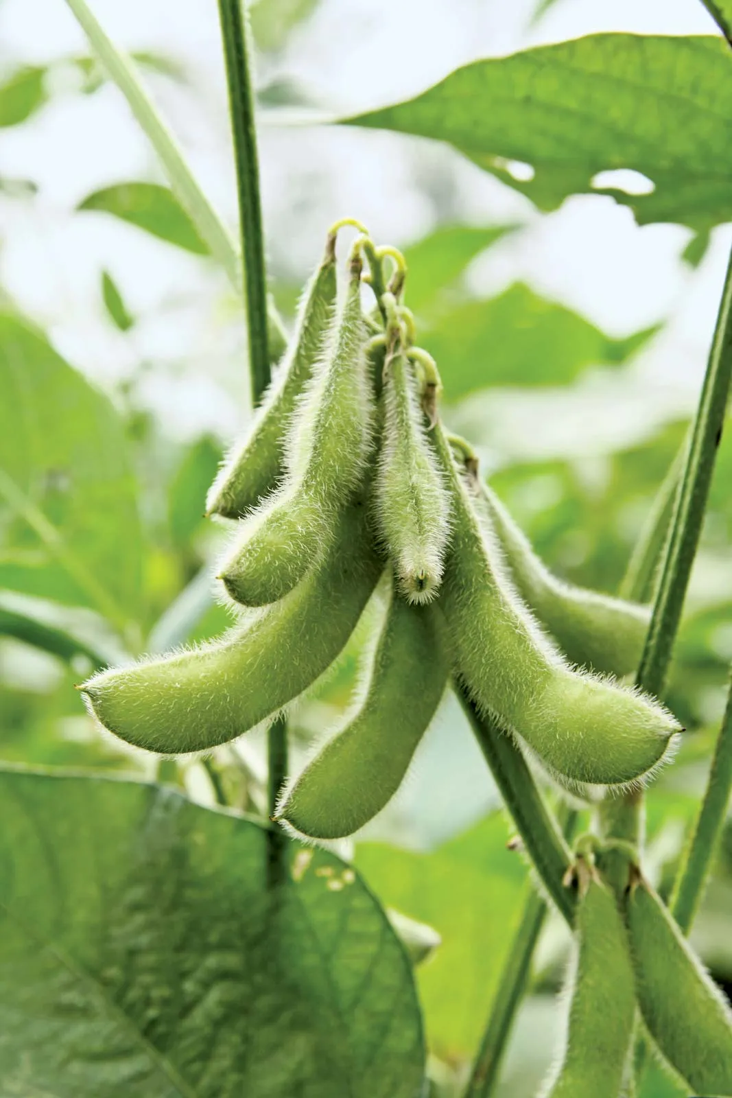 Soybean Photo
